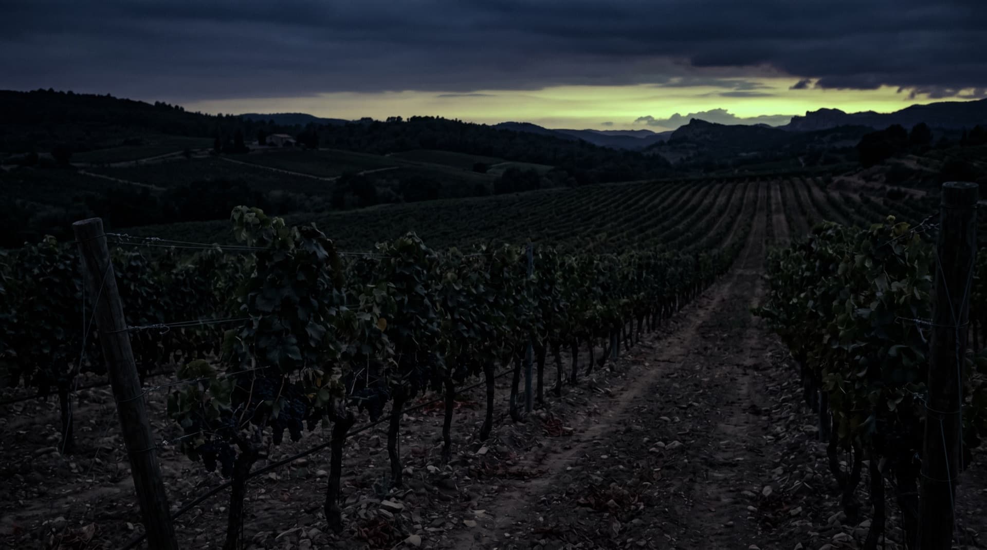 Le vignoble des Pyrénées-Orientales — secteur de Rivesaltes